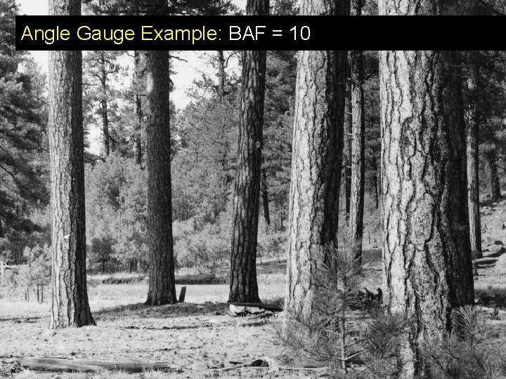 Angle Gauge Example: BAF = 10 