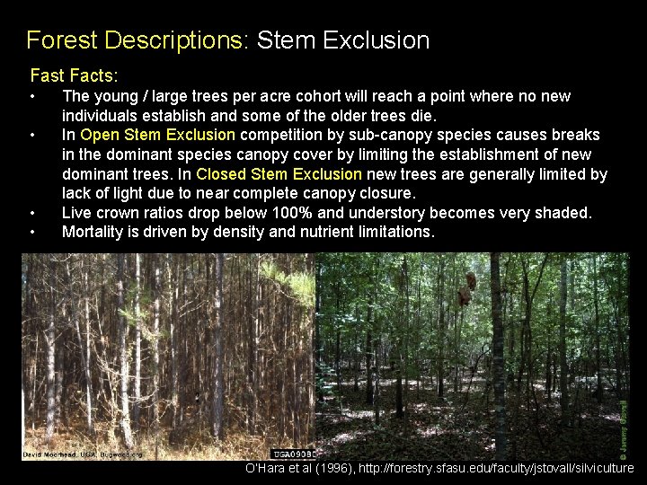 Forest Descriptions: Stem Exclusion Fast Facts: • • The young / large trees per