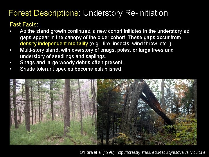 Forest Descriptions: Understory Re-initiation Fast Facts: • • As the stand growth continues, a