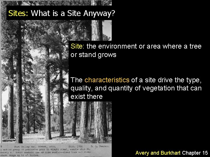 Sites: What is a Site Anyway? Site: the environment or area where a tree