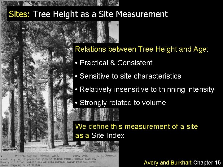 Sites: Tree Height as a Site Measurement Relations between Tree Height and Age: •