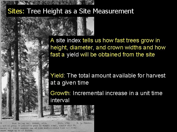 Sites: Tree Height as a Site Measurement A site index tells us how fast