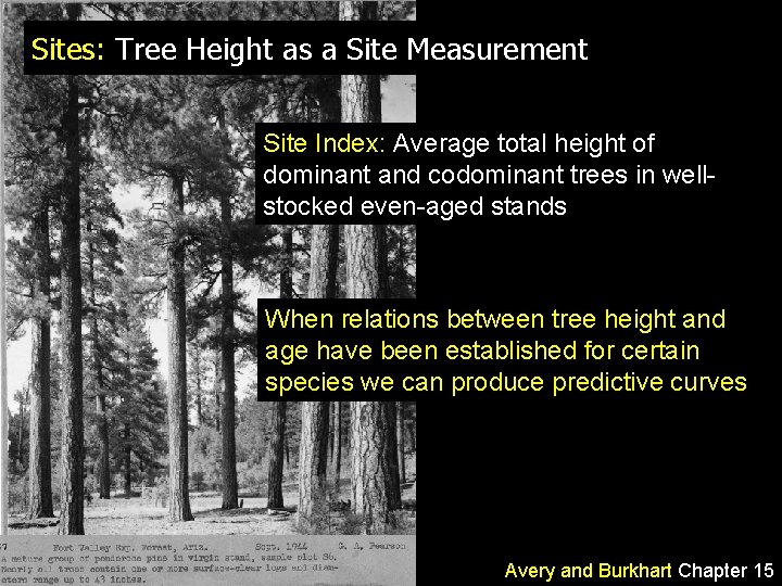 Sites: Tree Height as a Site Measurement Site Index: Average total height of dominant