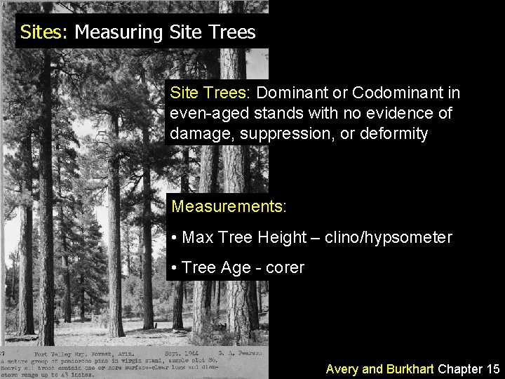 Sites: Measuring Site Trees: Dominant or Codominant in even-aged stands with no evidence of