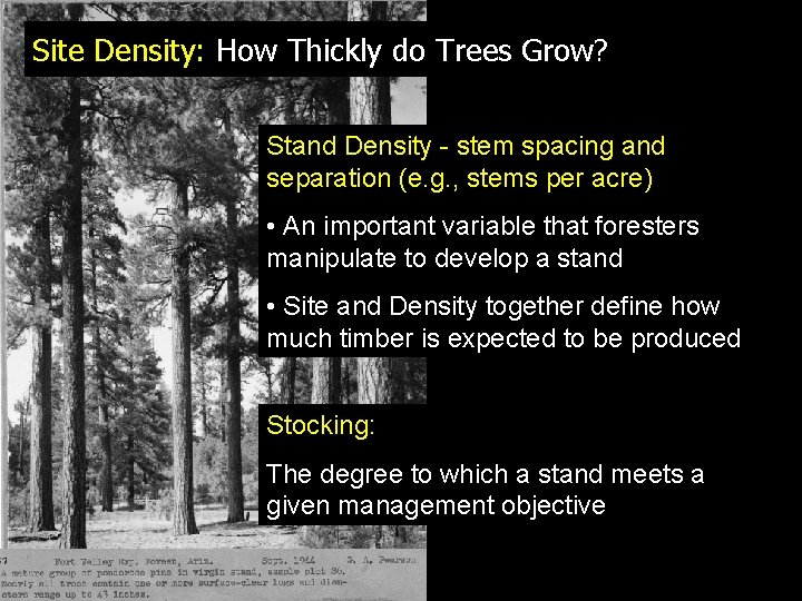 Site Density: How Thickly do Trees Grow? Stand Density - stem spacing and separation