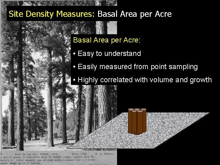 Site Density Measures: Basal Area per Acre: • Easy to understand • Easily measured