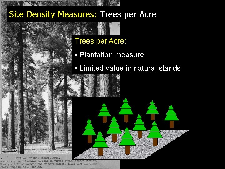 Site Density Measures: Trees per Acre: • Plantation measure • Limited value in natural