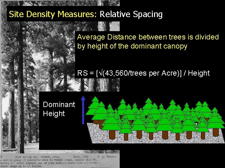 Site Density Measures: Relative Spacing Average Distance between trees is divided by height of