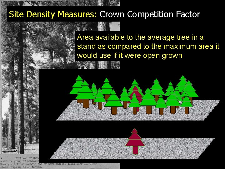 Site Density Measures: Crown Competition Factor Area available to the average tree in a