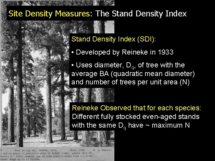 Site Density Measures: The Stand Density Index (SDI): • Developed by Reineke in 1933