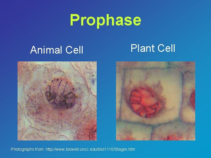 Prophase Animal Cell Plant Cell Photographs from: http: //www. bioweb. uncc. edu/biol 1110/Stages. htm