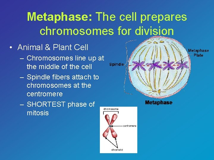 Metaphase: The cell prepares chromosomes for division • Animal & Plant Cell – Chromosomes