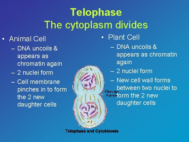 Telophase The cytoplasm divides • Animal Cell – DNA uncoils & appears as chromatin