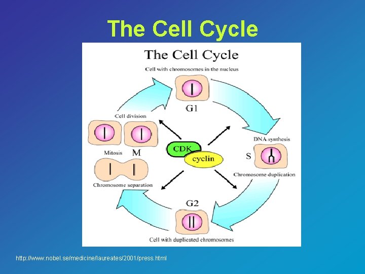 The Cell Cycle http: //www. nobel. se/medicine/laureates/2001/press. html 