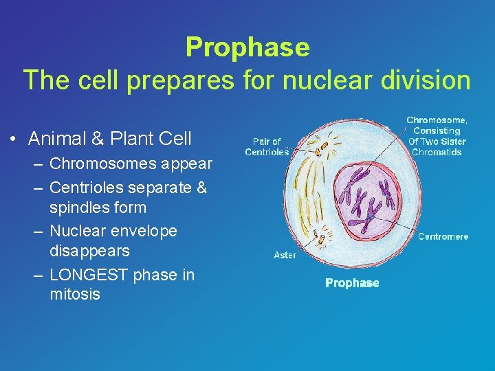 Prophase The cell prepares for nuclear division • Animal & Plant Cell – Chromosomes