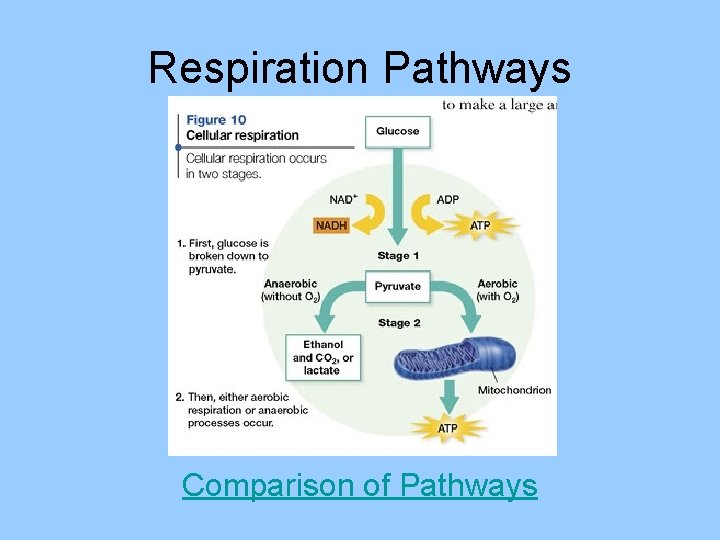 Respiration Pathways Comparison of Pathways 