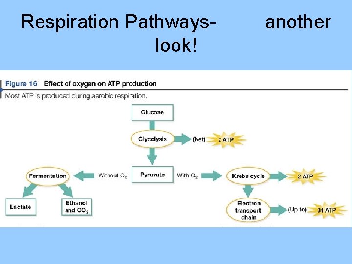 Respiration Pathwayslook! another 