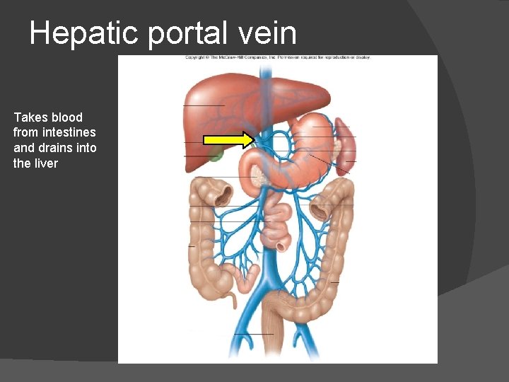 Hepatic portal vein Takes blood from intestines and drains into the liver 