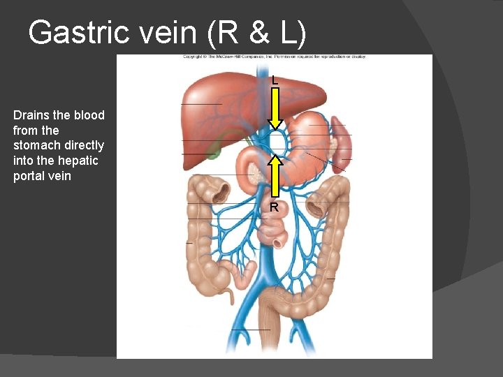 Gastric vein (R & L) L Drains the blood from the stomach directly into