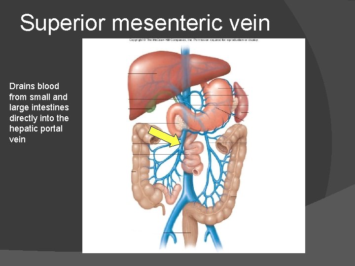 Superior mesenteric vein Drains blood from small and large intestines directly into the hepatic