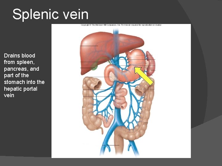 Splenic vein Drains blood from spleen, pancreas, and part of the stomach into the