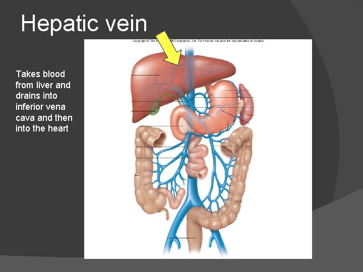 Hepatic vein Takes blood from liver and drains into inferior vena cava and then