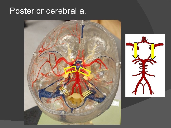 Posterior cerebral a. 