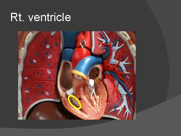 Rt. ventricle 