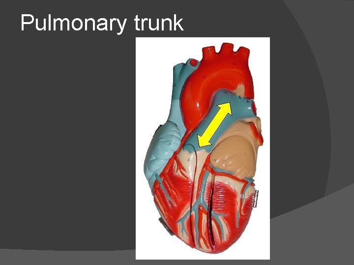 Pulmonary trunk 