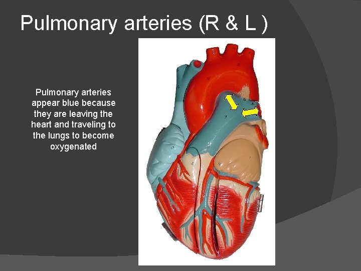 Pulmonary arteries (R & L ) Pulmonary arteries appear blue because they are leaving