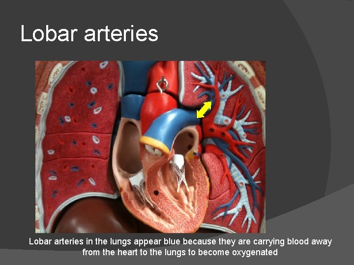 Lobar arteries in the lungs appear blue because they are carrying blood away from