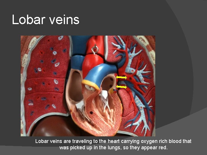 Lobar veins are traveling to the heart carrying oxygen rich blood that was picked