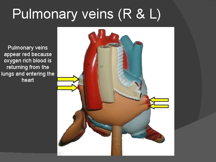 Pulmonary veins (R & L) Pulmonary veins appear red because oxygen rich blood is