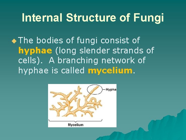 Internal Structure of Fungi u The bodies of fungi consist of hyphae (long slender Internal Structure of Fungi u The bodies of fungi consist of hyphae (long slender