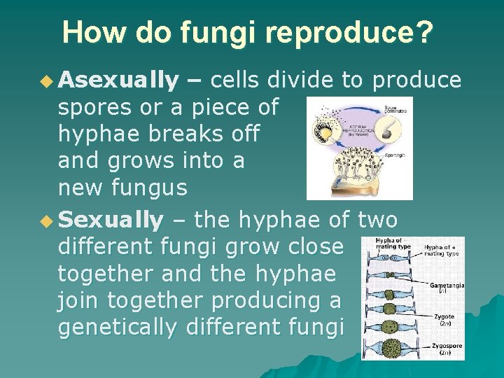 How do fungi reproduce? u Asexually – cells divide to produce spores or a