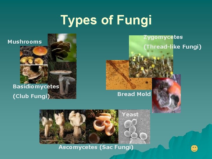 Types of Fungi Zygomycetes Mushrooms (Thread-like Fungi) Basidiomycetes (Club Fungi) Bread Mold Yeast Ascomycetes