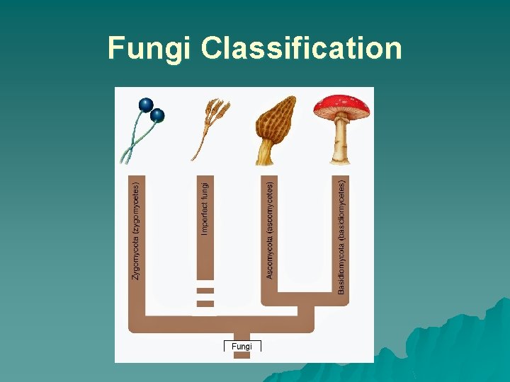 Fungi Classification 