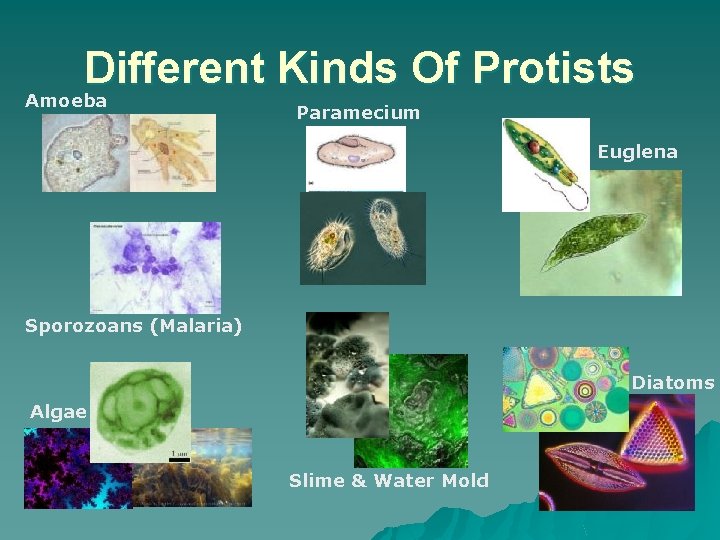 Different Kinds Of Protists Amoeba Paramecium Euglena Sporozoans (Malaria) Diatoms Algae Slime & Water