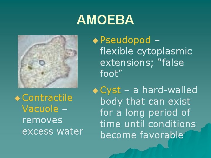 AMOEBA u Pseudopod – flexible cytoplasmic extensions; “false foot” u Contractile Vacuole – removes