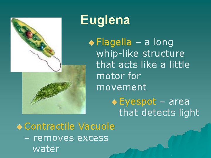 Euglena u Flagella – a long whip-like structure that acts like a little motor