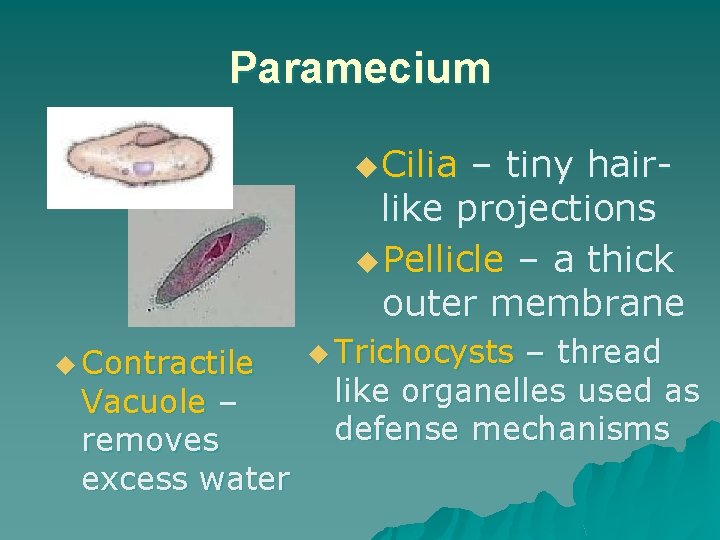 Paramecium u Cilia – tiny hairlike projections u Pellicle – a thick outer membrane Paramecium u Cilia – tiny hairlike projections u Pellicle – a thick outer membrane