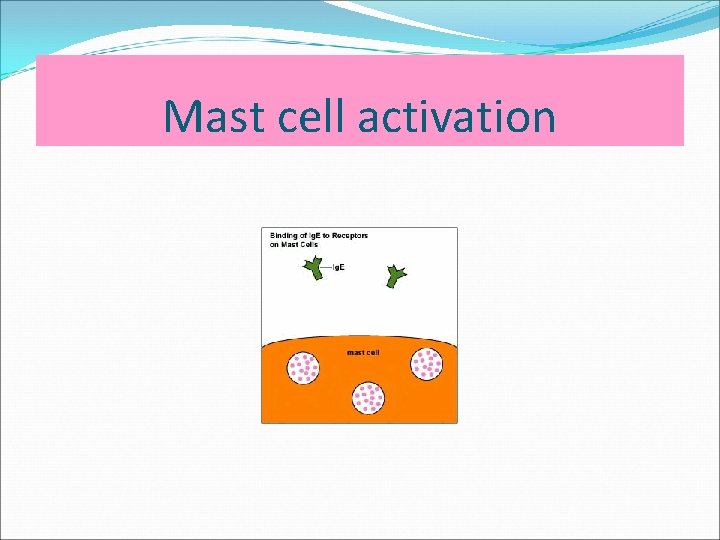 Mast cell activation 