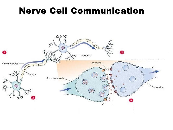 Nerve Cell Communication 8 