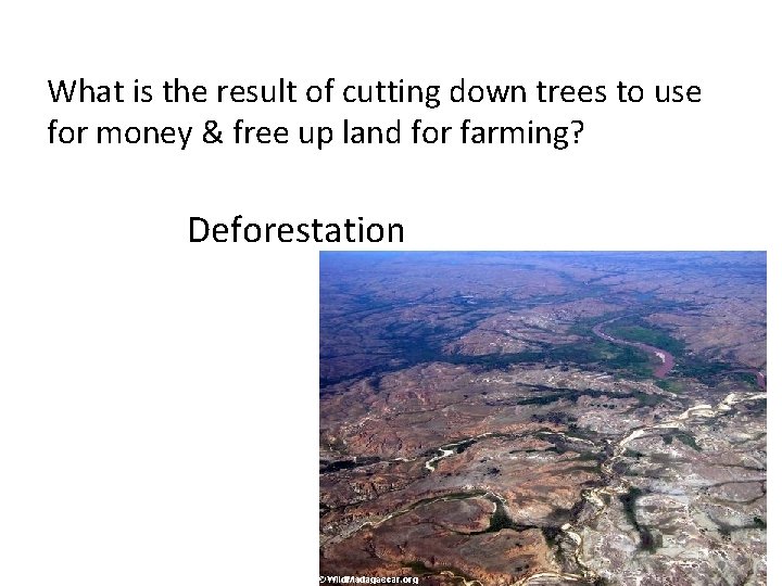 What is the result of cutting down trees to use for money & free