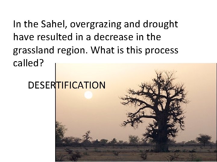 In the Sahel, overgrazing and drought have resulted in a decrease in the grassland