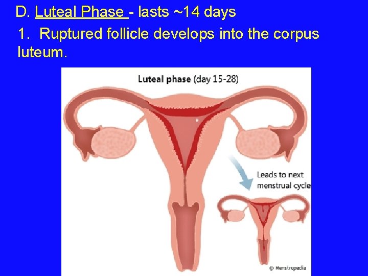 D. Luteal Phase - lasts ~14 days 1. Ruptured follicle develops into the corpus D. Luteal Phase - lasts ~14 days 1. Ruptured follicle develops into the corpus
