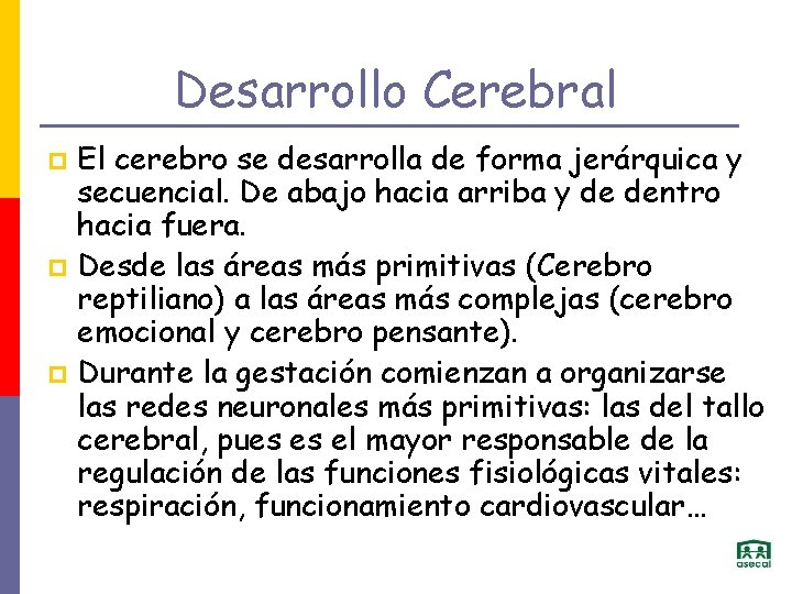 Desarrollo Cerebral El cerebro se desarrolla de forma jerárquica y secuencial. De abajo hacia
