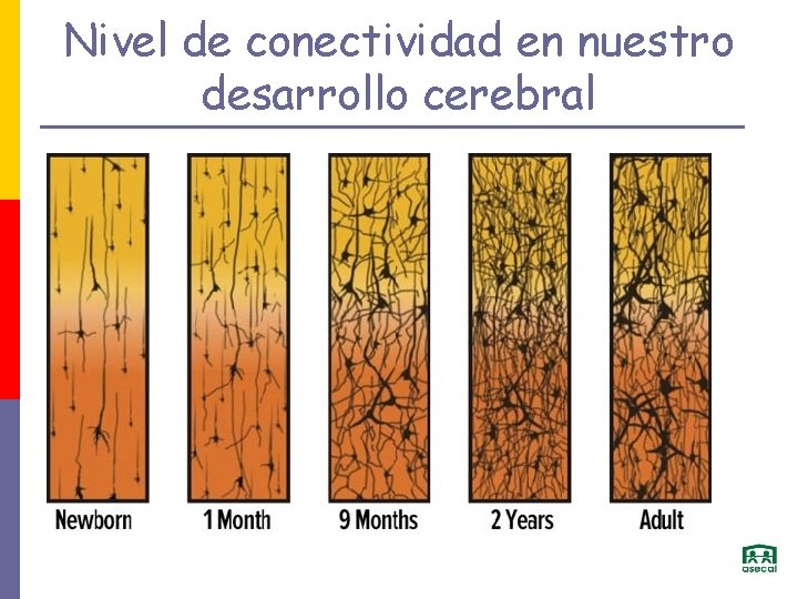 Nivel de conectividad en nuestro desarrollo cerebral 