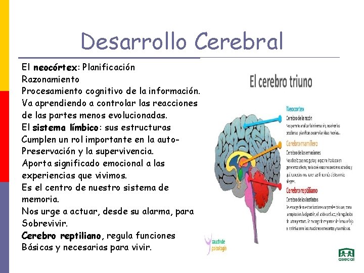 Desarrollo Cerebral El neocórtex: Planificación Razonamiento Procesamiento cognitivo de la información. Va aprendiendo a