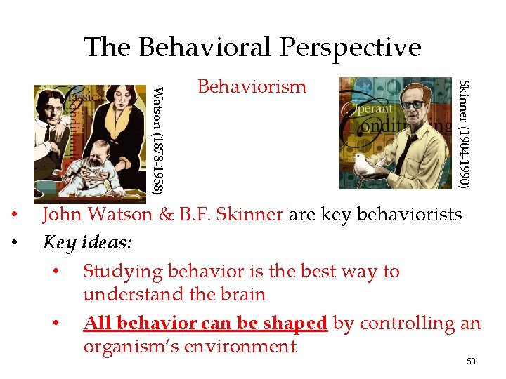 The Behavioral Perspective Skinner (1904 -1990) Watson (1878 -1958) • • Behaviorism John Watson